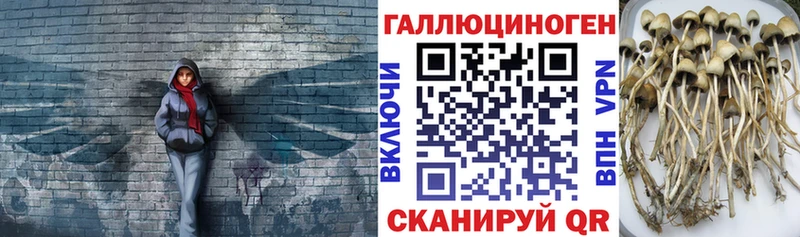 Галлюциногенные грибы Cubensis  OMG ССЫЛКА  Могоча 